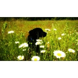 Собака - 06.JPG